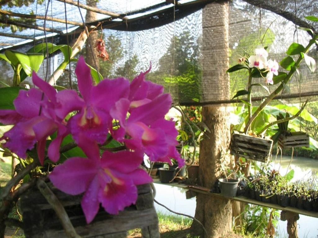 Ban Rai Tin Thai Ngarm Eco Lodge Mae Rim Bagian luar foto